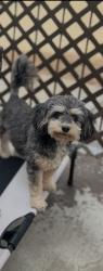Lost Female Dog last seen Near N Valle Verde  Henderson, NV  89014 United States, Henderson, NV 89014