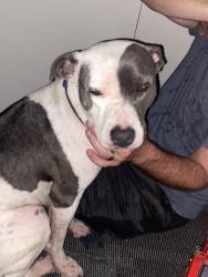 Found/Stray Unknown Dog last seen Ross Ln and Erwin Rs, Parker County, TX 76082