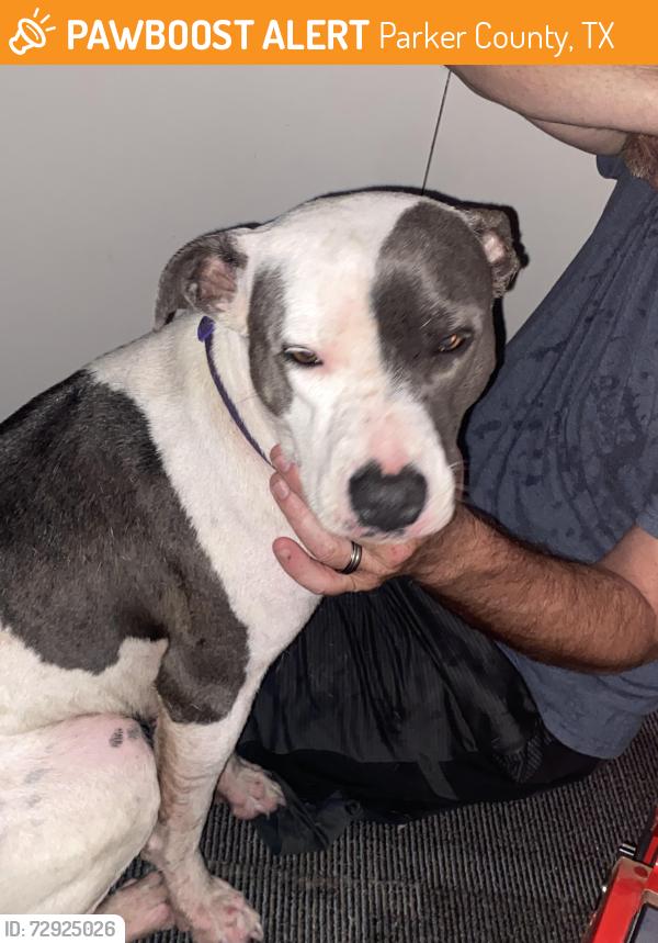Found/Stray Unknown Dog last seen Ross Ln and Erwin Rs, Parker County, TX 76082