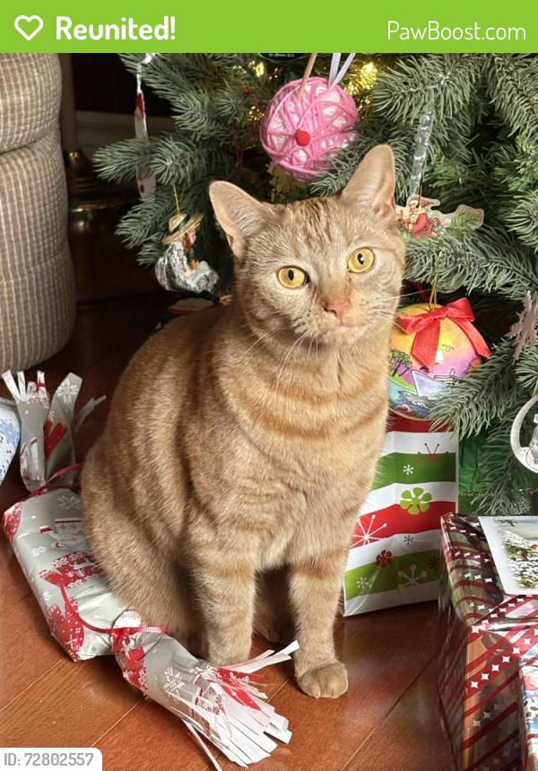 Reunited Female Cat last seen Crown Drive, Chocolake Lake Hotel, St. Margaret’s Bay Rd, Halifax, NS B3N 1N5