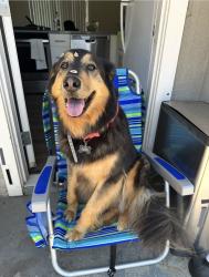 Reunited Female Dog last seen Vista, CA, USA, Vista, CA 92083