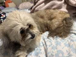 Reunited Female Dog last seen dc club groomer midland, Toronto, ON 
