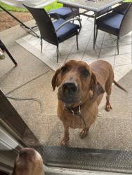 Reunited Male Dog last seen Found near 50th and 99th st, Vancouver, WA 98665