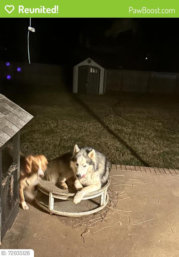 Reunited Male Dog last seen Near Price Mill Rd, Summerfield, NC 27358, USA, Summerfield, NC 27358