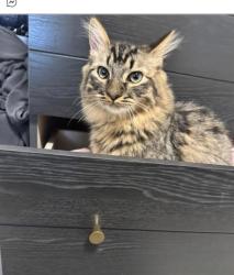 Reunited Male Cat last seen Sheriff king sw, Calgary, AB T0L