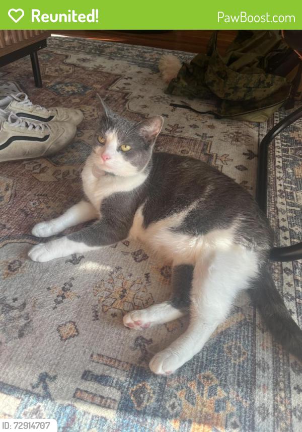 Reunited Female Cat last seen 19th and Scott Blvd, Covington, KY 41014