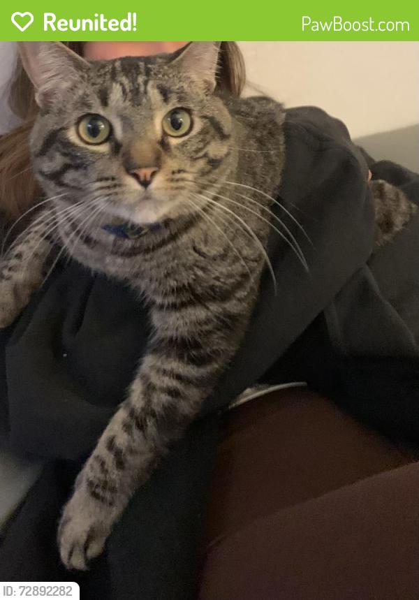 Reunited Male Cat last seen Near shaded wood road, Walnut, CA 91789