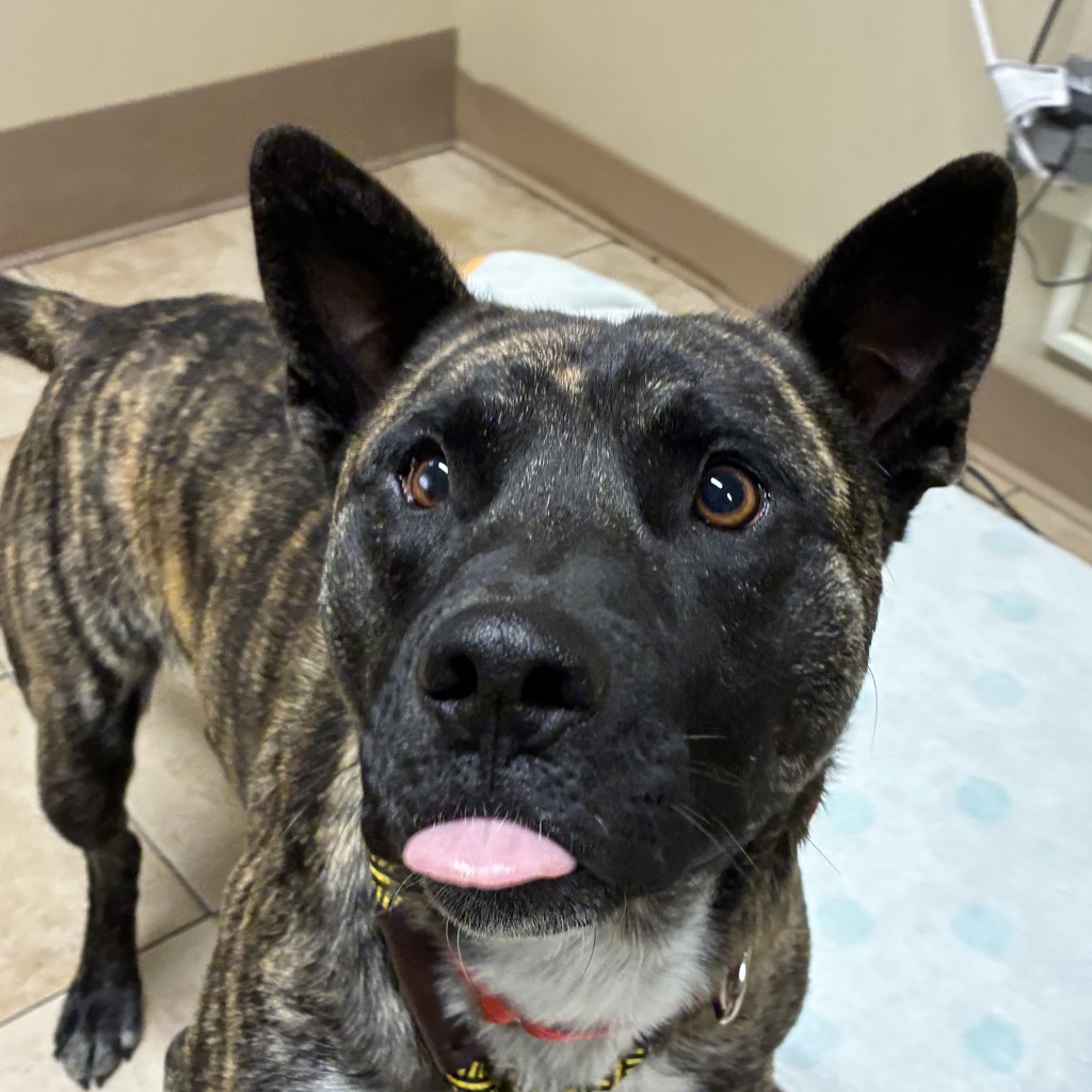 Shelter Stray Male Dog last seen NE Kane and Cherry Park, GRESHAM, OR, 97030, 1700 W Historic Columbia River Hwy, Troutdale, OR 97060, USA