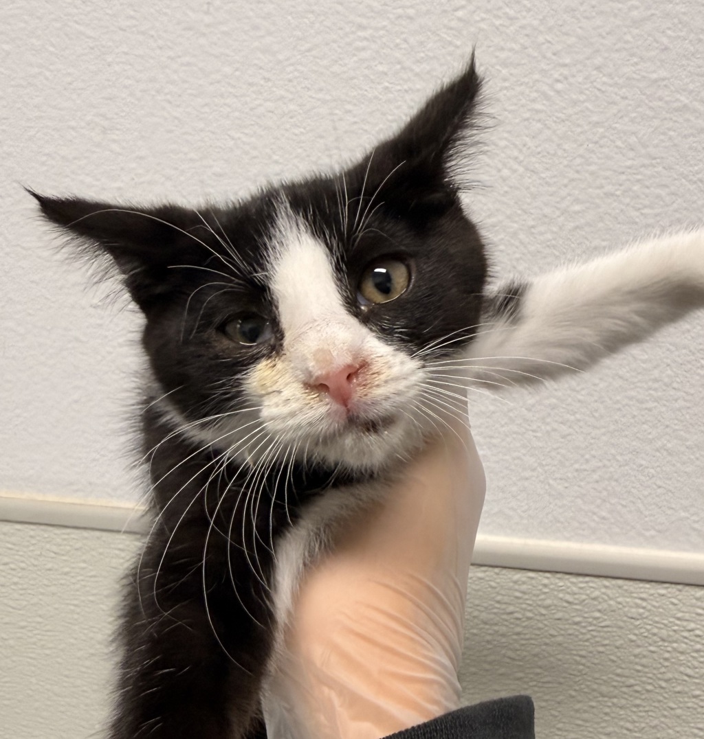 Shelter Stray Female Cat last seen Near Imperial Beach Boulevard, Imperial Beach, CA, 91932, San Diego, CA 92110