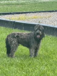 Found/Stray Male Dog last seen Near , Houston, TX 77083