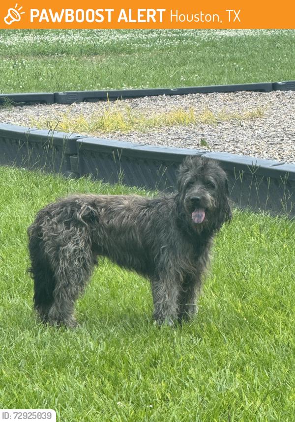 Found/Stray Male Dog last seen Near , Houston, TX 77083