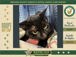 Shelter Stray Female Cat last seen Near Pinewood Place, MIMS, FL, 32754, Melbourne, FL 32934