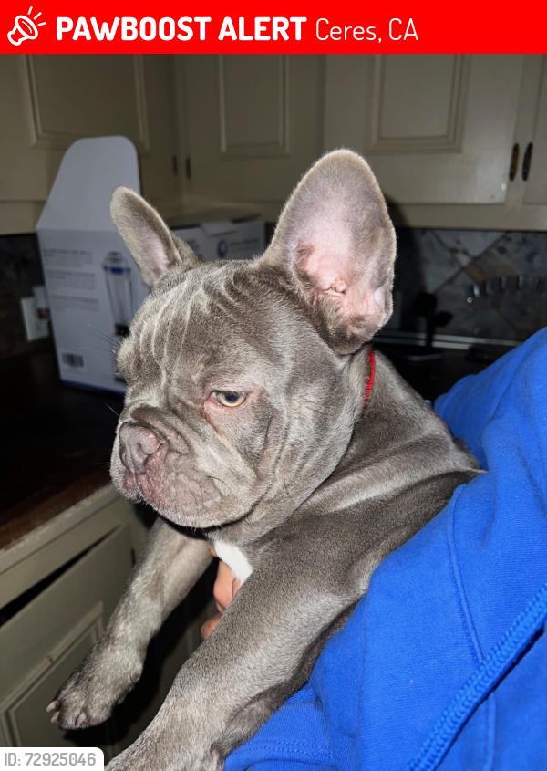Lost Male Dog last seen Near Cadillac , Ceres, CA 95358