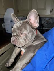 Lost Male Dog last seen Near Cadillac , Ceres, CA 95358