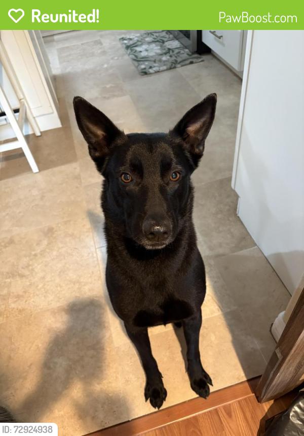 Reunited Male Dog last seen Country creek road , San Marcos, CA 92069