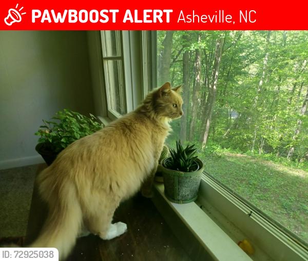 Lost Male Cat last seen Woodfin, across from the Sewer Plant, Asheville, NC 28804
