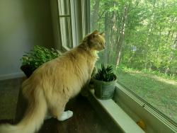 Lost Male Cat last seen Woodfin, across from the Sewer Plant, Asheville, NC 28804
