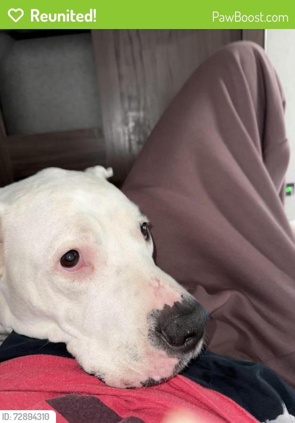 Reunited Female Dog last seen State and bates street , Indianapolis, IN 46201