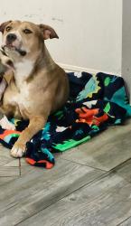 Reunited Female Dog last seen Willow, Hesperia, CA 92345