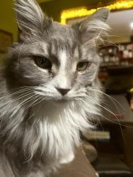 Reunited Male Cat last seen 28th ave. south and Franklin ave. Mpls., Minneapolis, MN 55406