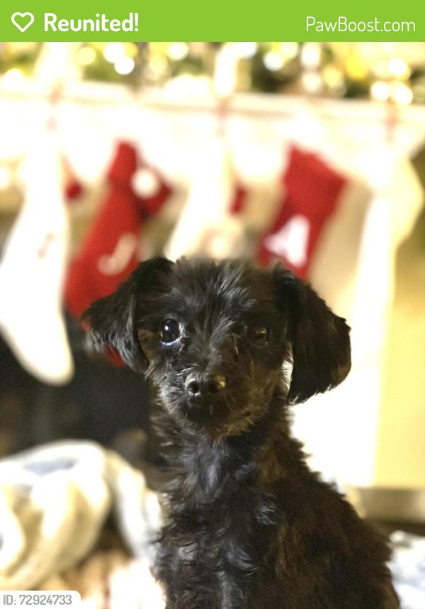 Reunited Male Dog last seen Geneva Rd & 1210 N Provo , Provo, UT 84601