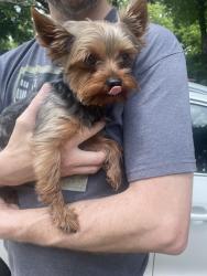 Reunited Male Dog last seen Norwood and bowen, Arlington, TX 76013