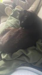 Lost Female Cat last seen Shaw Road Royton, Royton, England OL2 6PH