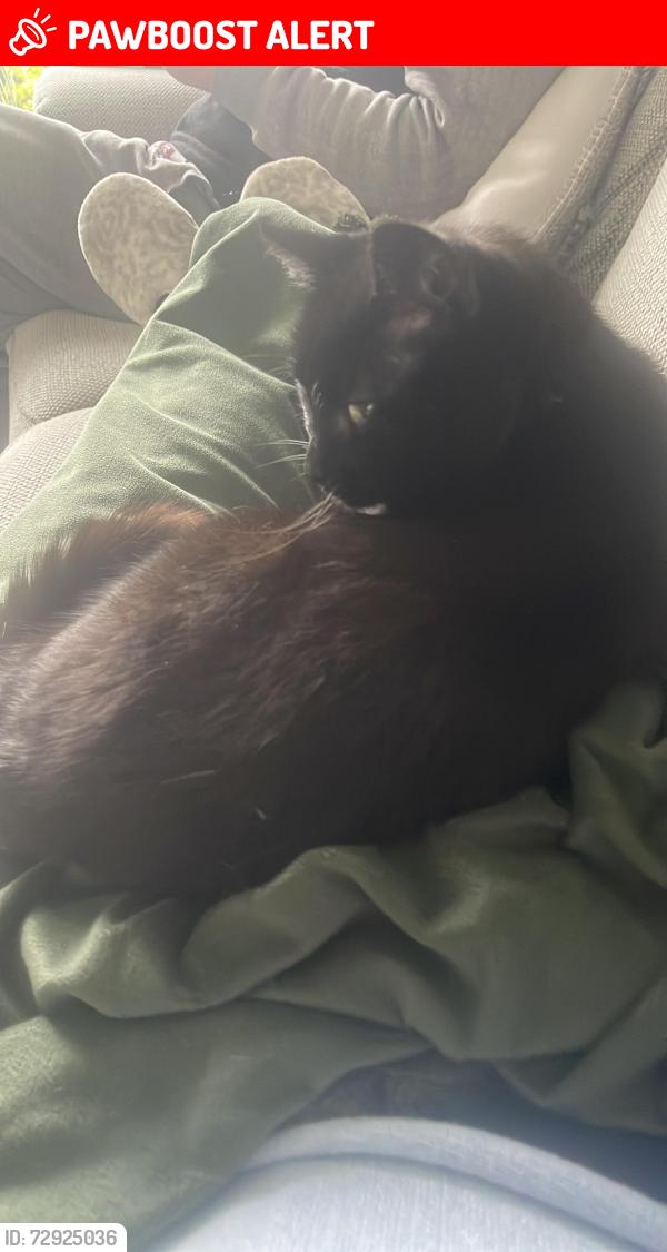 Lost Female Cat last seen Shaw Road Royton, Royton, England OL2 6PH