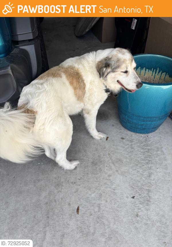 Found/Stray Female Dog last seen Timberwood Subdivision, San Antonio, TX 78260