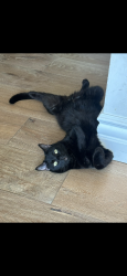 Lost Male Cat last seen Fairhaven extension  in between rocky road ans artnell, Santa Ana, CA 92705