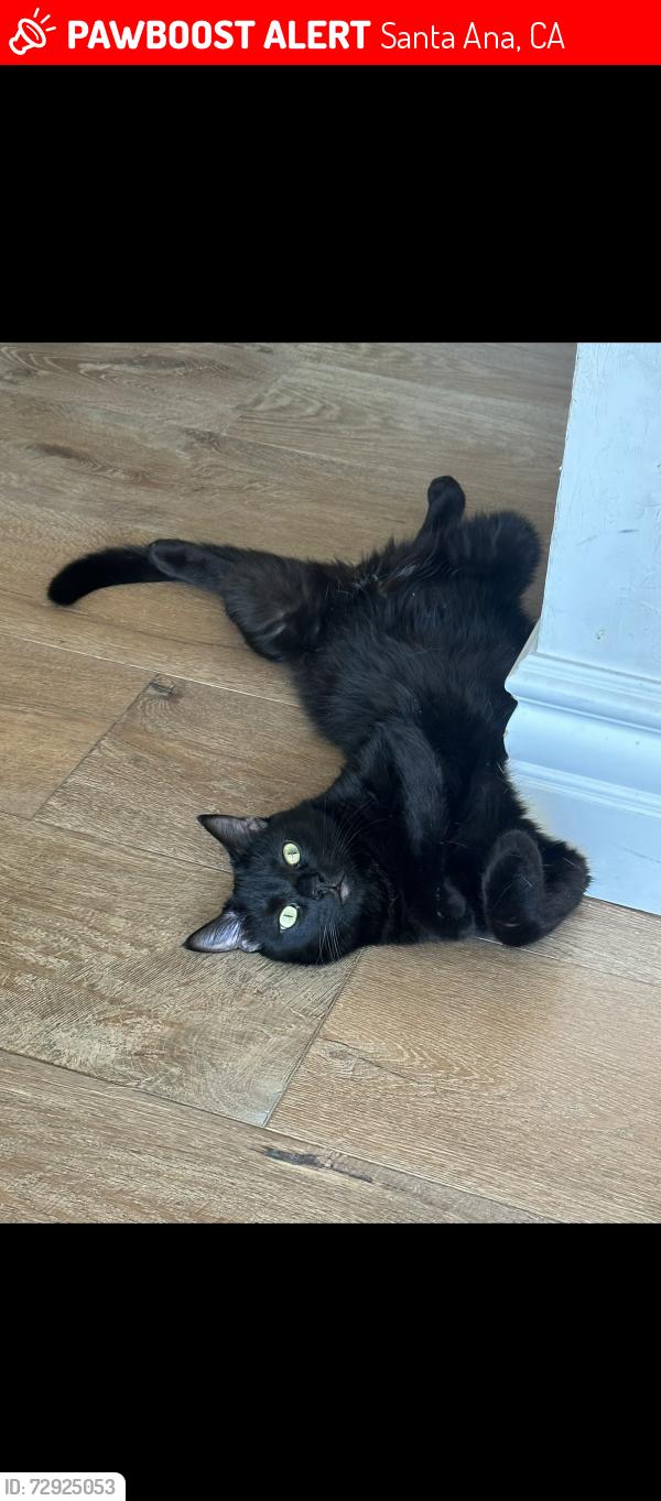 Lost Male Cat last seen Fairhaven extension  in between rocky road ans artnell, Santa Ana, CA 92705