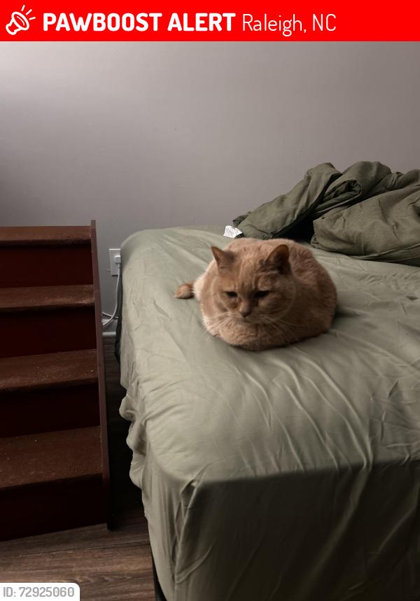 Lost Female Cat last seen Crab orchard drive/ Clarion crossing, Raleigh, NC 27606