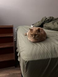 Lost Female Cat last seen Crab orchard drive/ Clarion crossing, Raleigh, NC 27606