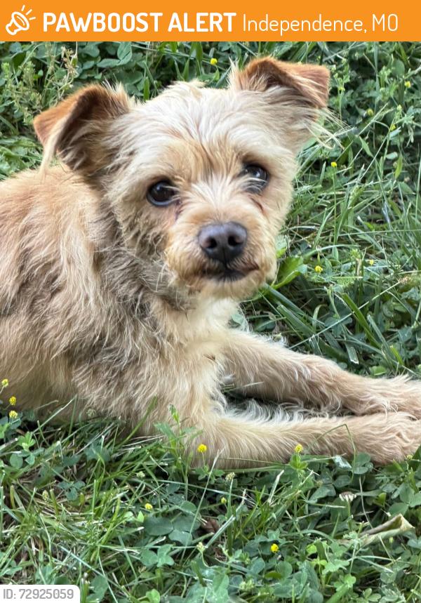 Found/Stray Male Dog last seen 24th and Crysler , Independence, MO 64052