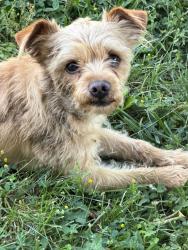 Found/Stray Male Dog last seen 24th and Crysler , Independence, MO 64052