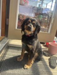 Reunited Female Dog last seen Near East Broadway , Vancouver, BC V5M 1Z4