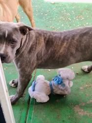 Reunited Female Dog last seen Willow, Hesperia, CA 92345