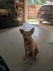 Found/Stray Male Dog last seen Brand Rd. & Hillingdon Drive, Richardson, TX 75083