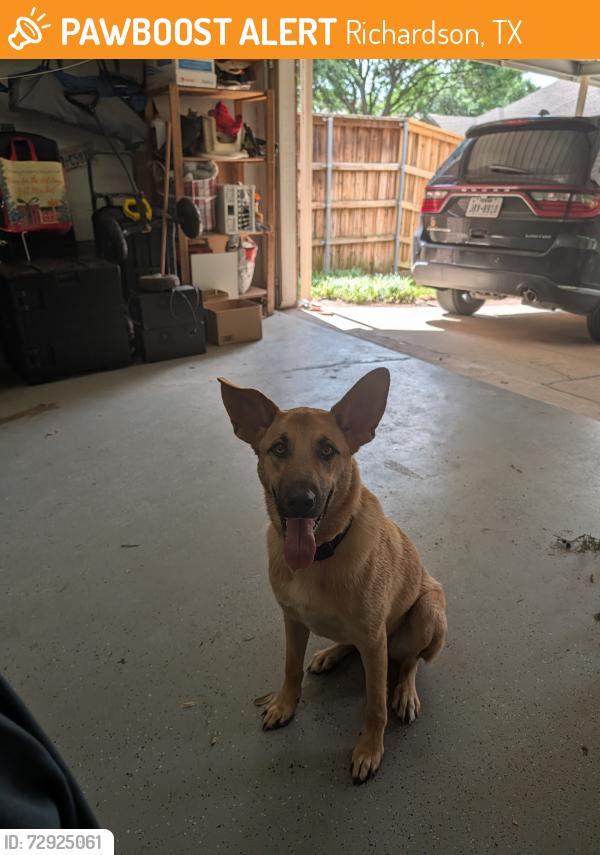 Found/Stray Male Dog last seen Brand Rd. & Hillingdon Drive, Richardson, TX 75083