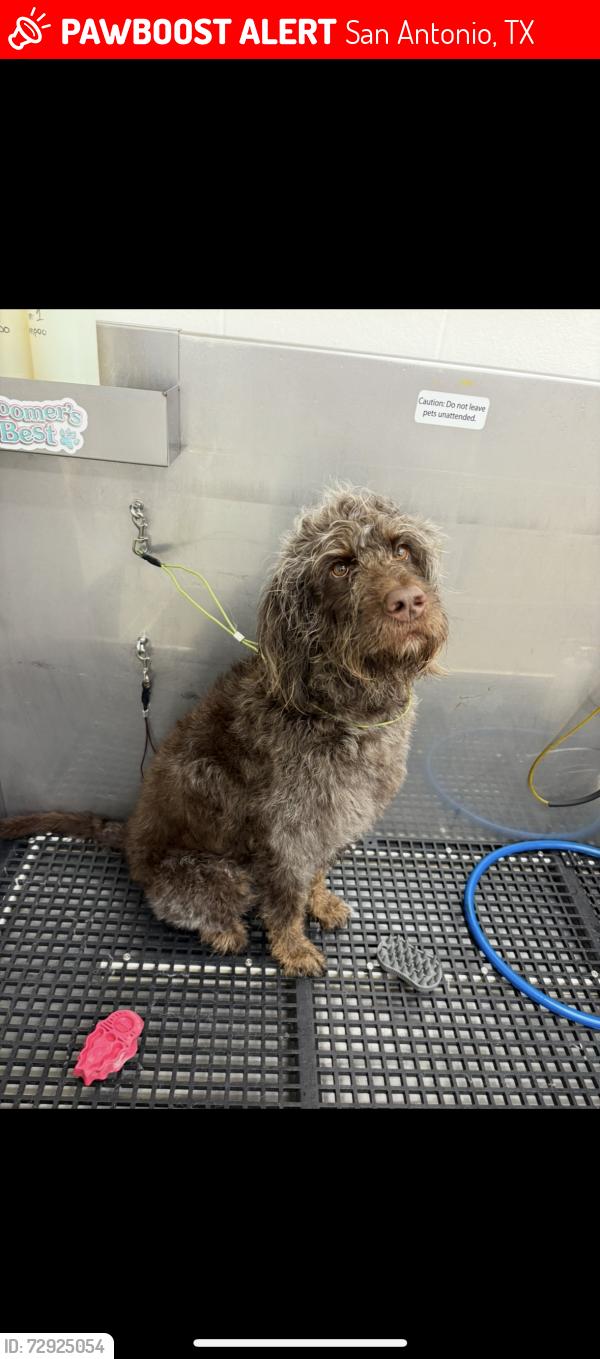 Lost Female Dog last seen QT off zarzamora and 410, San Antonio, TX 78224