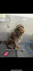 Lost Female Dog last seen QT off zarzamora and 410, San Antonio, TX 78224