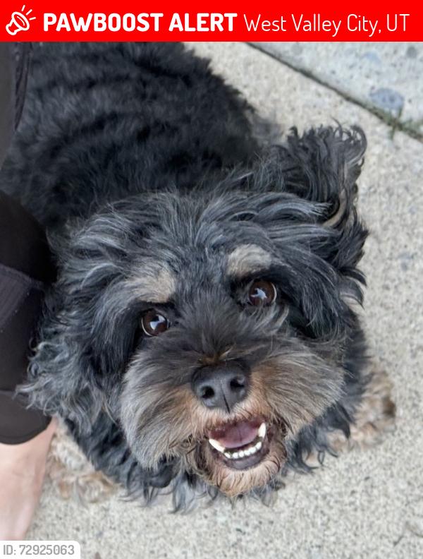 Lost Female Dog last seen between hotdog on a stick and the mexican restaurant , West Valley City, UT 84119