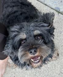 Lost Female Dog last seen between hotdog on a stick and the mexican restaurant , West Valley City, UT 84119
