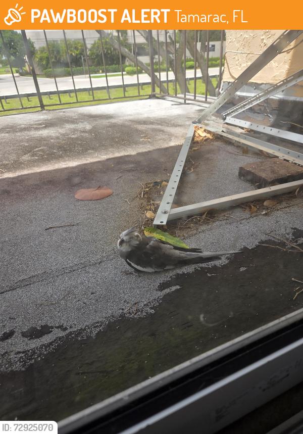 Found/Stray Unknown Bird last seen Bailey rd, Tamarac, FL 33068