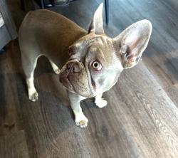 Lost Female Dog last seen Cadillac dr , Ceres, CA 95358