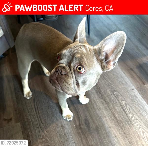 Lost Female Dog last seen Cadillac dr , Ceres, CA 95358