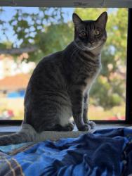Lost Male Cat last seen Near apmt 1721, Chula Vista, CA 91910