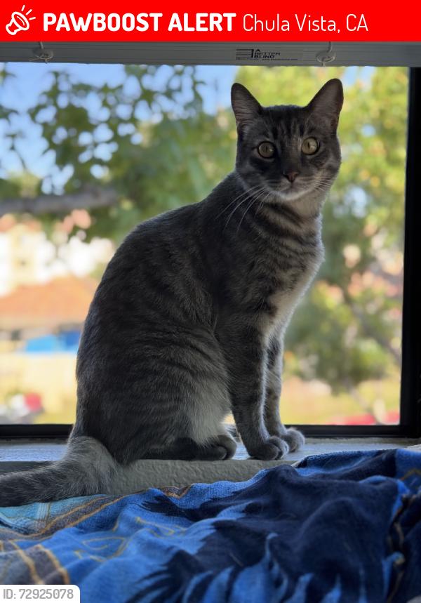Lost Male Cat last seen Near apmt 1721, Chula Vista, CA 91910