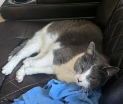 Reunited Female Cat last seen Ashland Ridge , Ankeny, IA 50023