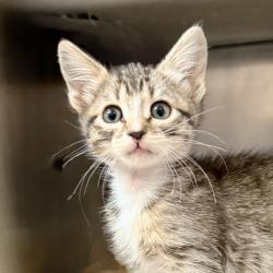 Shelter Stray Female Cat last seen , Palm Springs, CA 92264